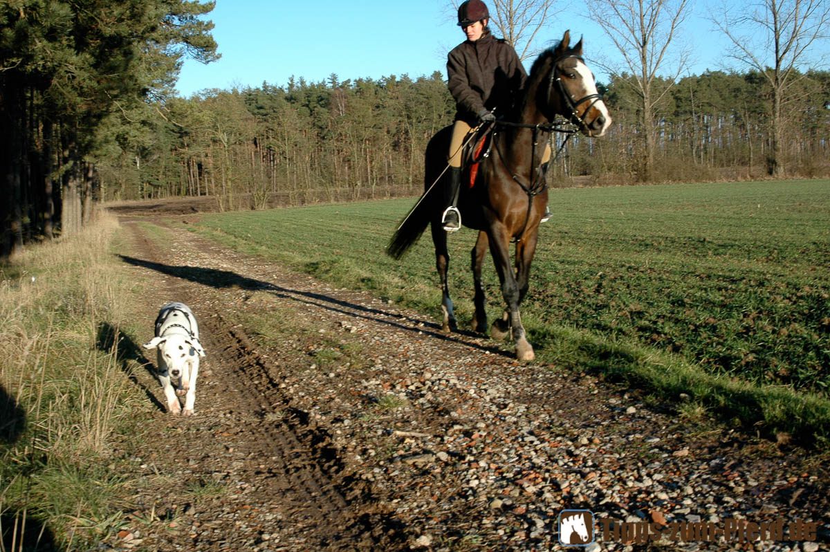 Hund und Pferd aneinander gewöhnen Tipps zum Pferd