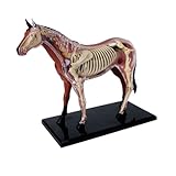 SORECI 4D Pferd Anatomie Modell - Tier Skelett Probe, abnehmbare Biologie, 26 Teile für Tierklinik...