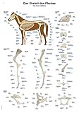 Lehrtafel'Das Skelett des Pferdes', 50x70cm