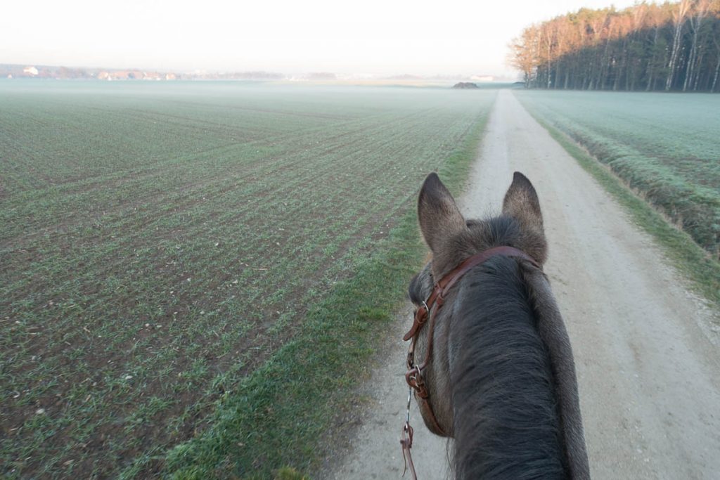 Ausreiten So Macht Es Auf Dem Pferd Richtig Spaß Tipps Zum Pferd 5996